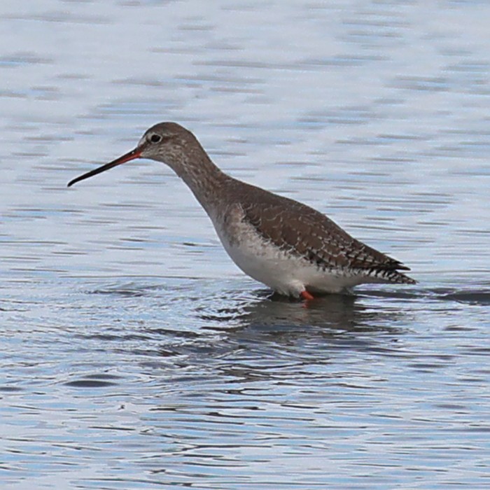 Spotted Redshank - ML522778311