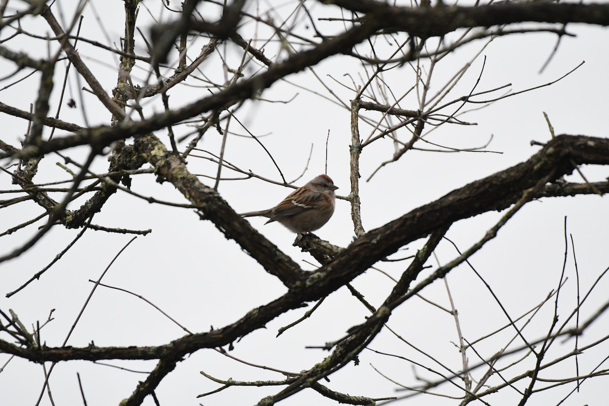 American Tree Sparrow - ML522784881