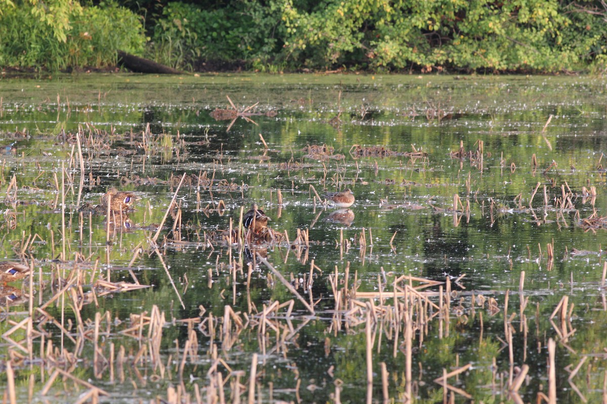 Ebird Checklist 14 Sep 2022 Minnesota Valley Nwr Bass Ponds 33