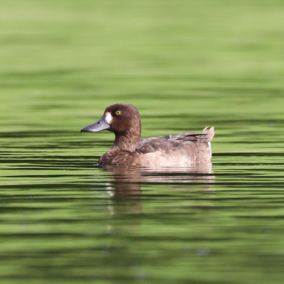 Tufted Duck - ML522787651