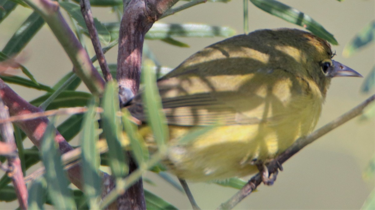 Orange-crowned Warbler - ML522792281