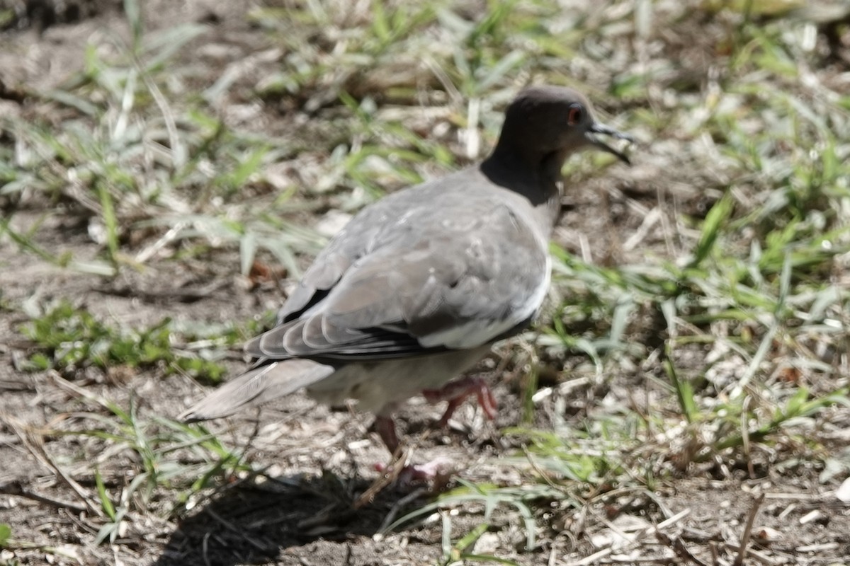 White-winged Dove - ML522793801