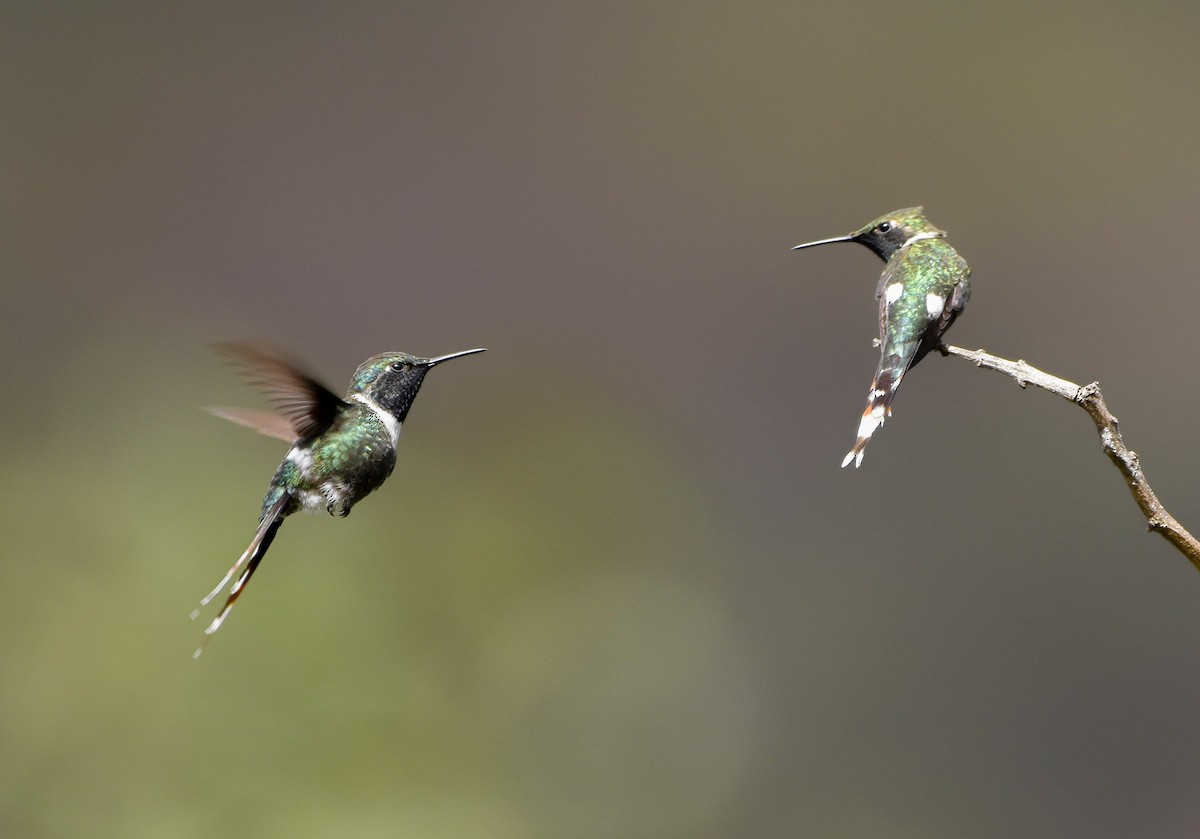 Sparkling-tailed Hummingbird - ML522797791