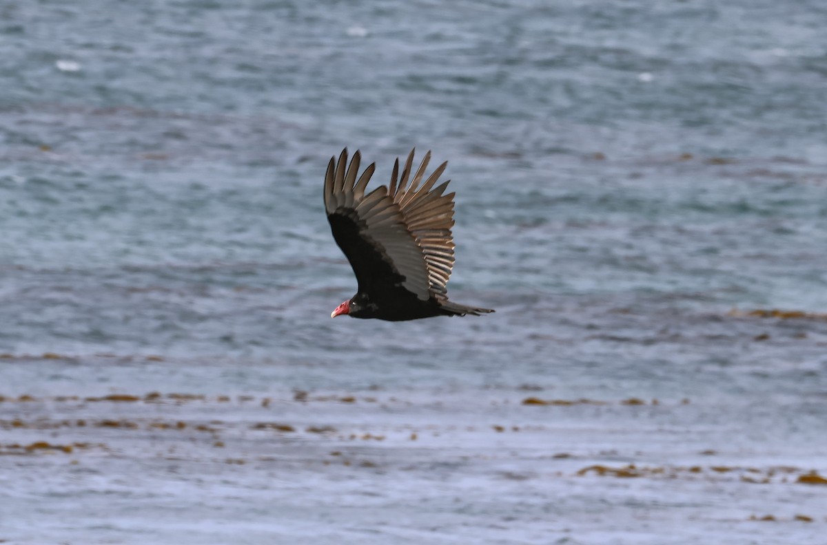 Turkey Vulture - ML522805411