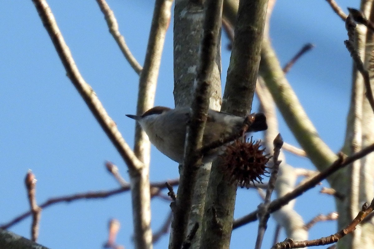Brown-headed Nuthatch - ML522806511
