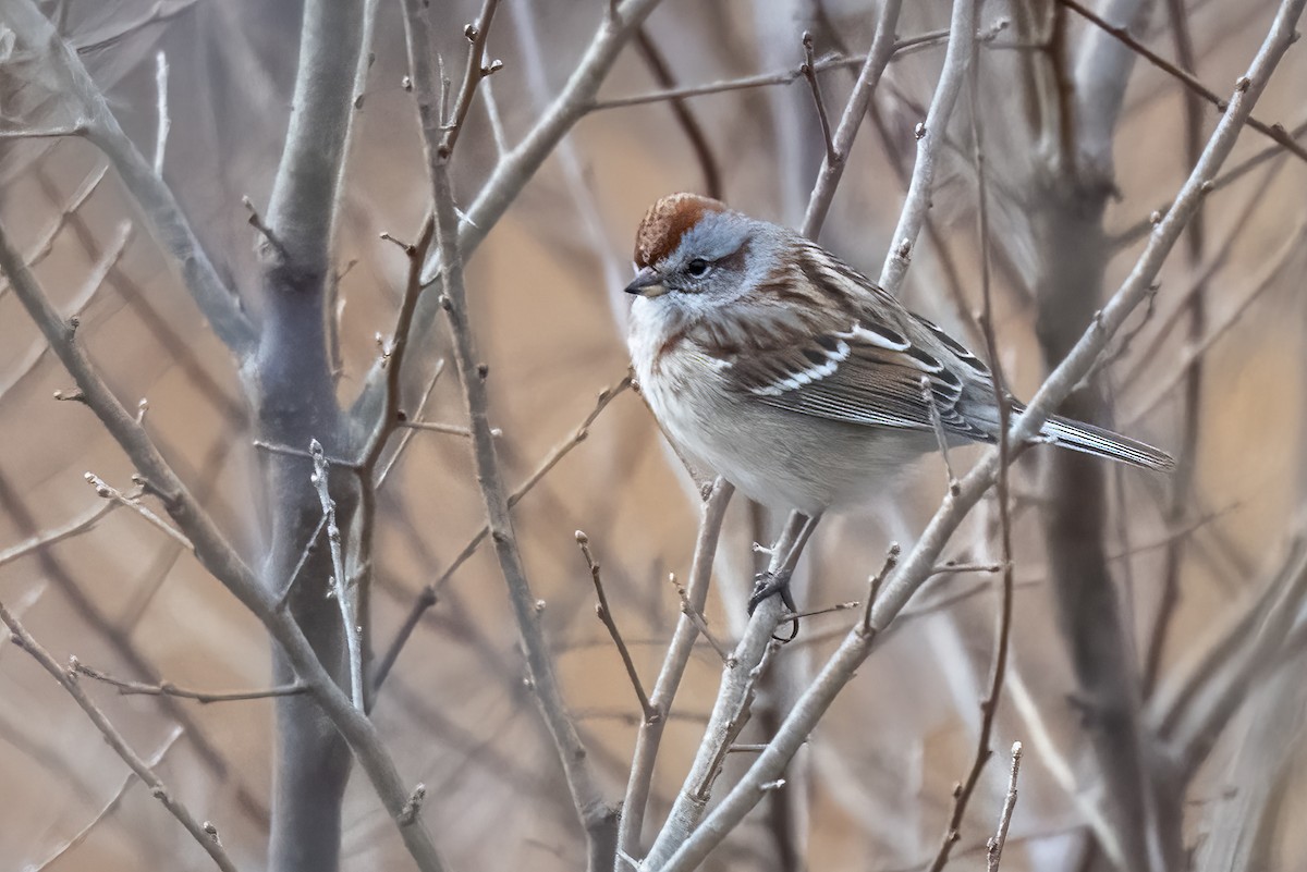 American Tree Sparrow - ML522808511