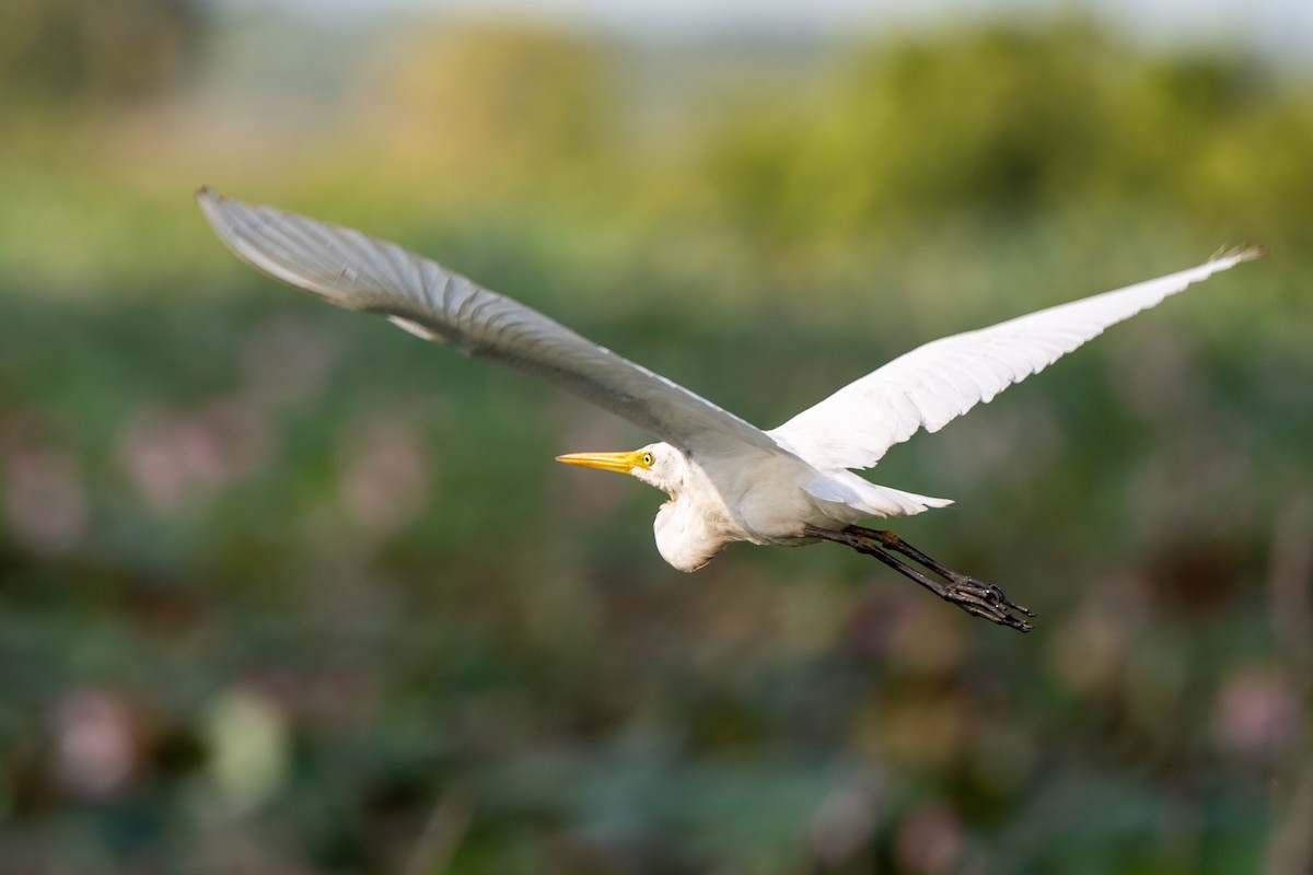 Great Egret - James Hoagland