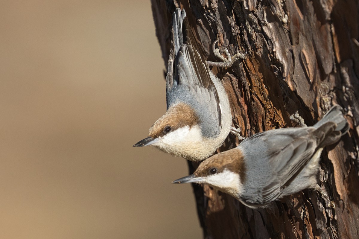 Brown-headed Nuthatch - ML522814891
