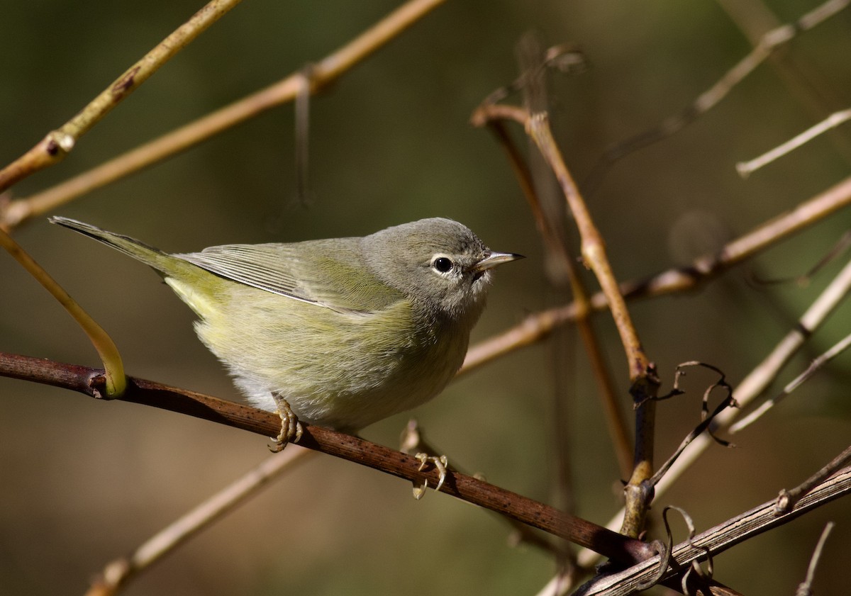 Orange-crowned Warbler (Gray-headed) - Nathan Dubrow