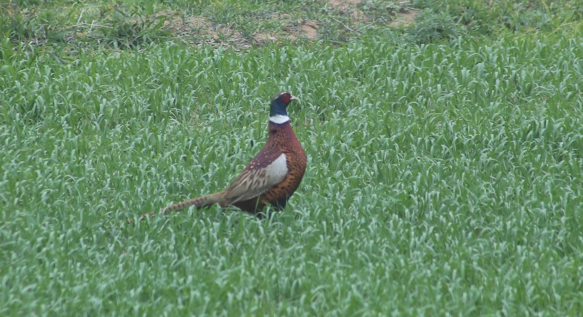 Ring-necked Pheasant - ML522822971