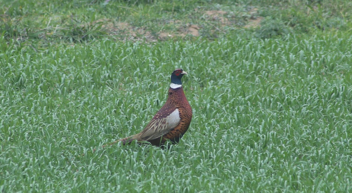 Ring-necked Pheasant - ML522822991