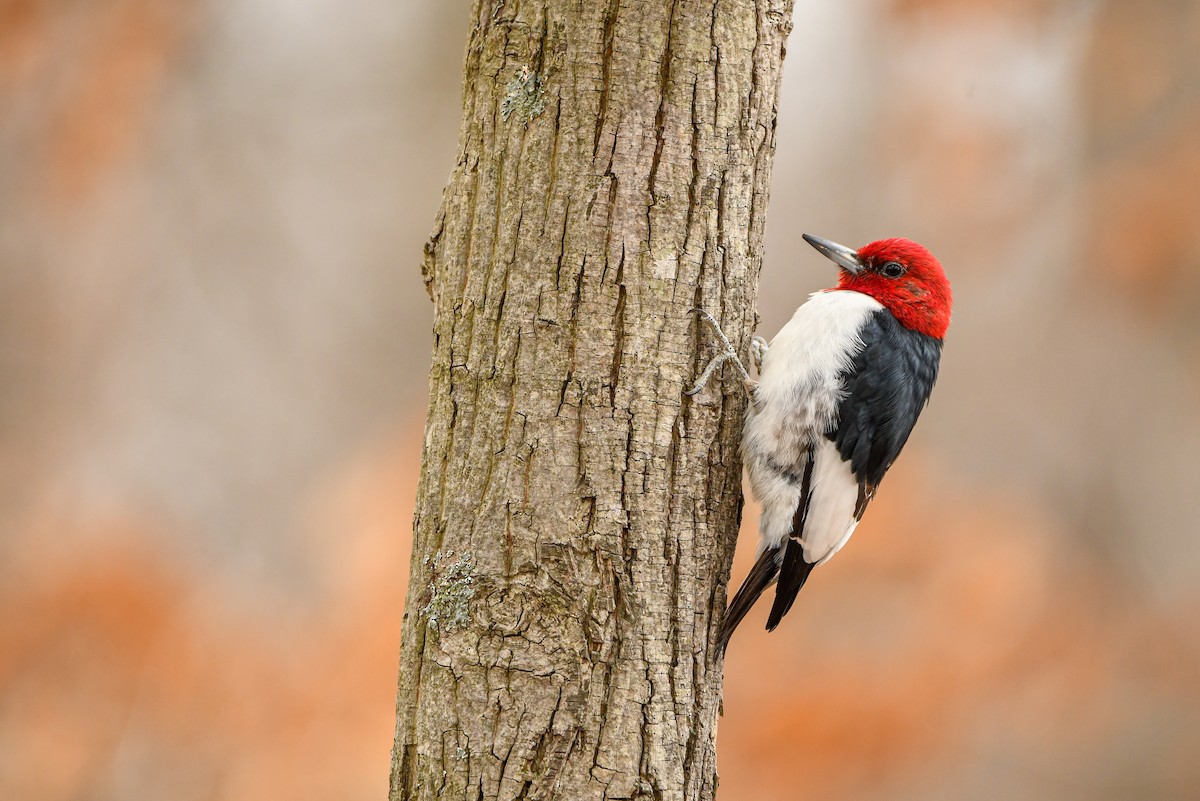 Red-headed Woodpecker - ML522823661