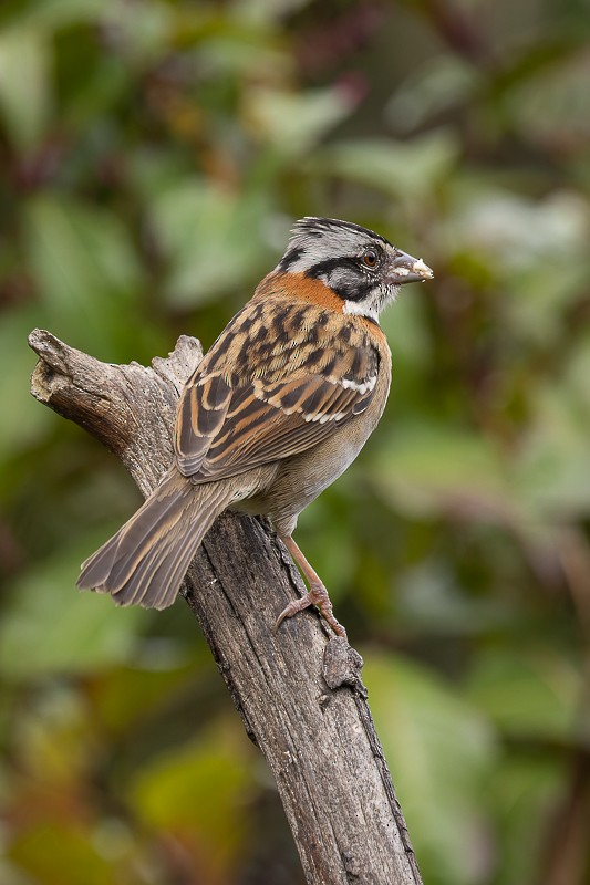 Rufous-collared Sparrow - ML522828521
