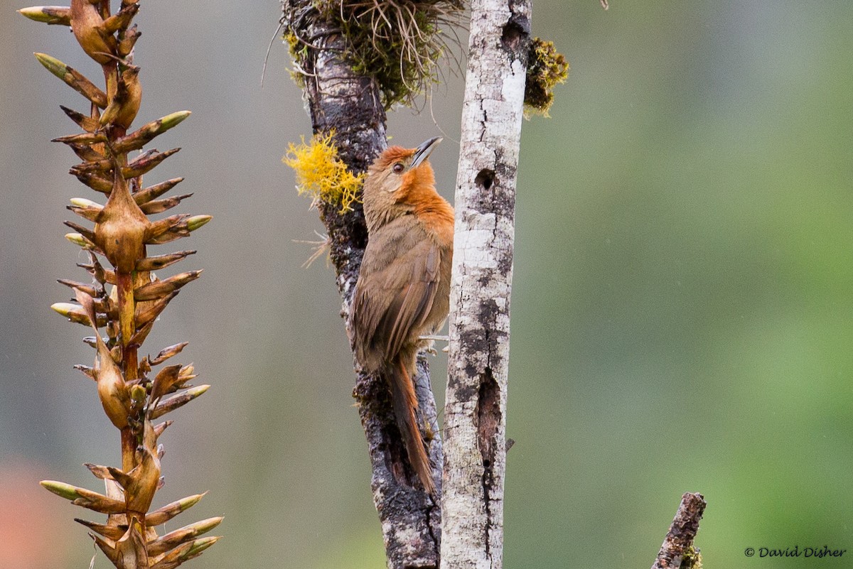 Orange-breasted Thornbird - David Disher