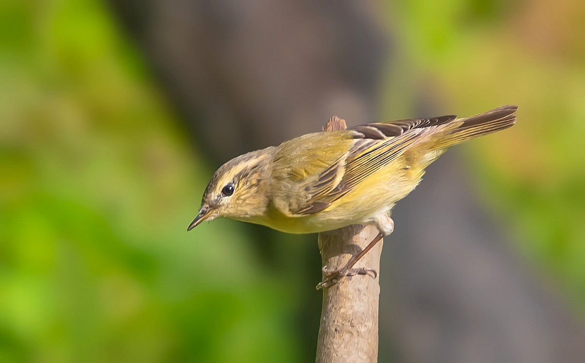 Hume's Warbler - ML522831771