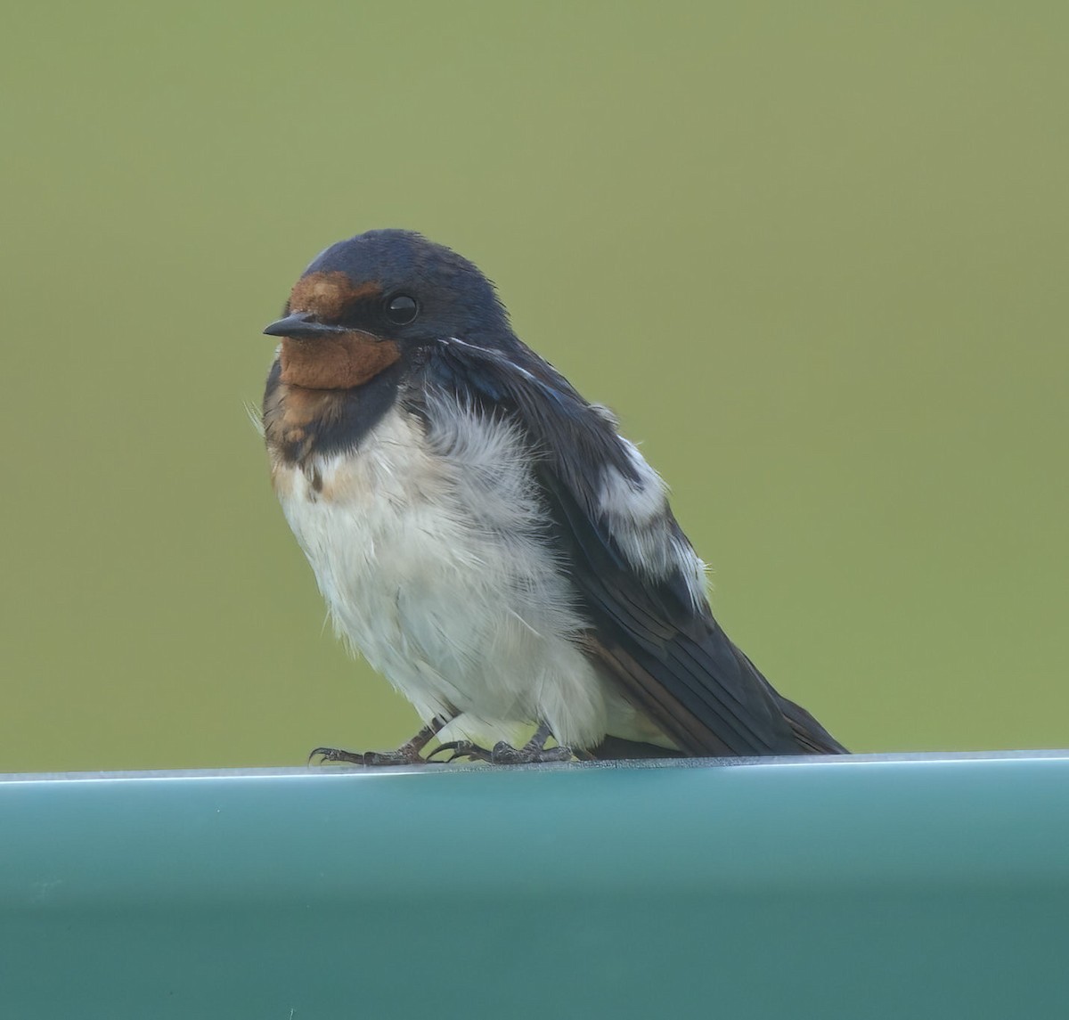 Barn Swallow - ML522832151