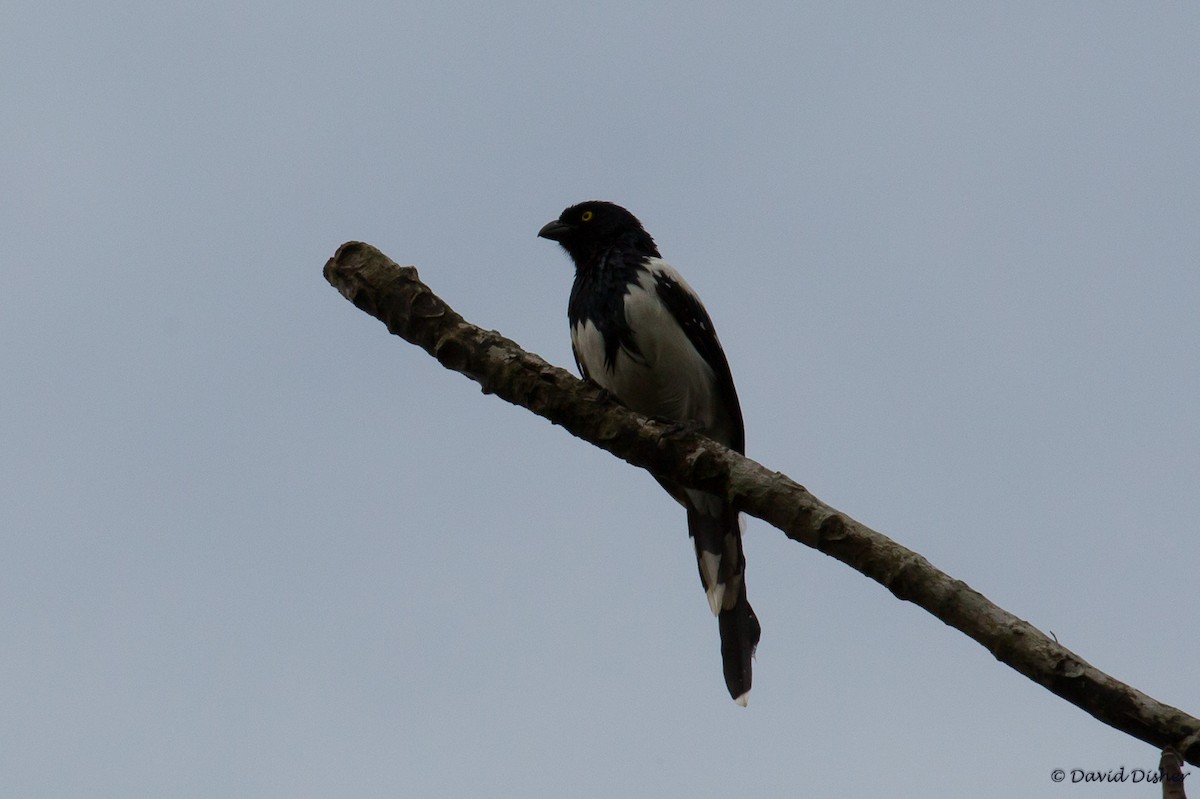 Magpie Tanager - ML52283411