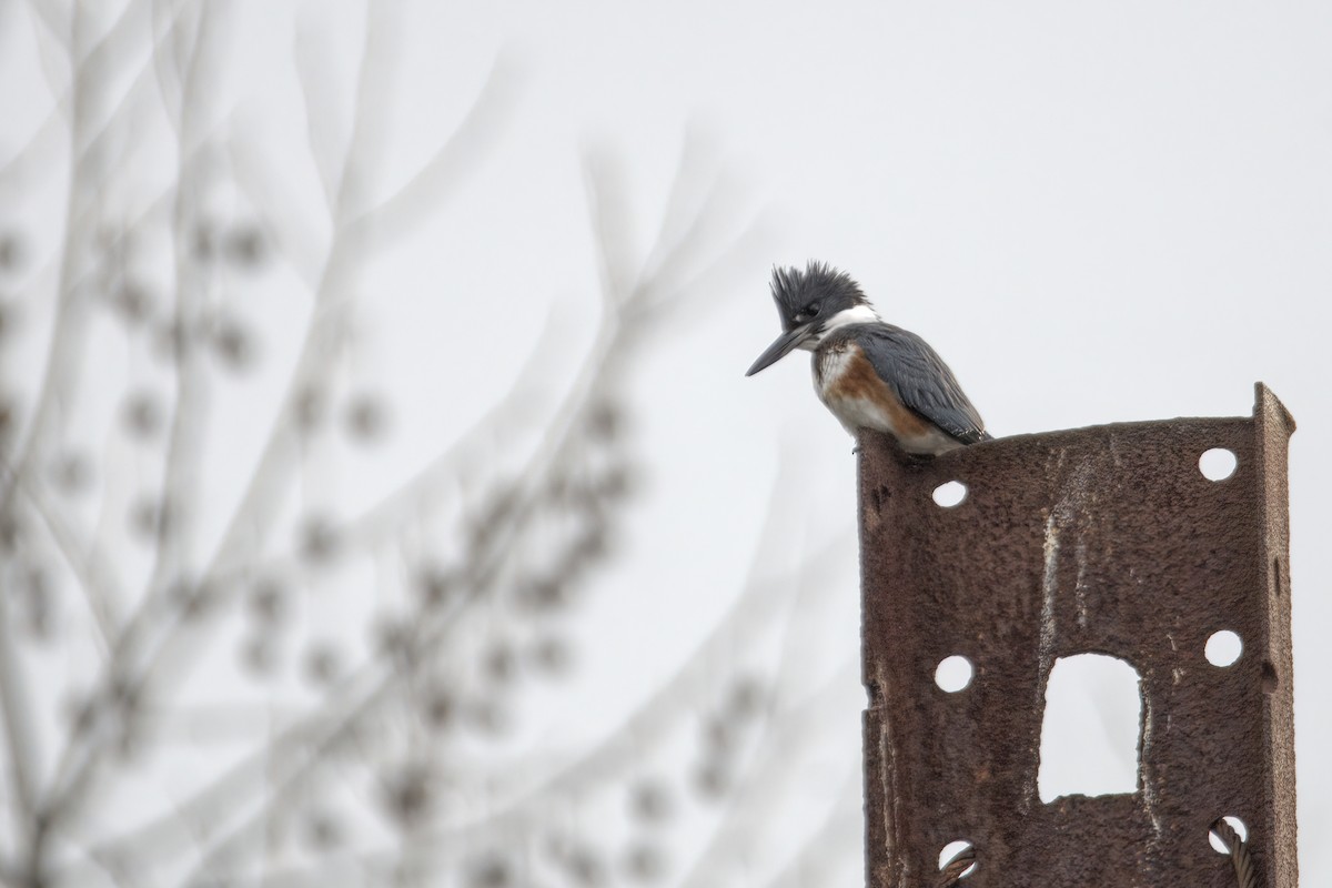 Belted Kingfisher - ML522836001