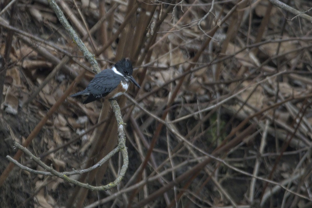 Belted Kingfisher - ML522836011