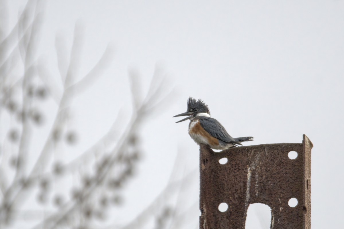 Belted Kingfisher - ML522836021