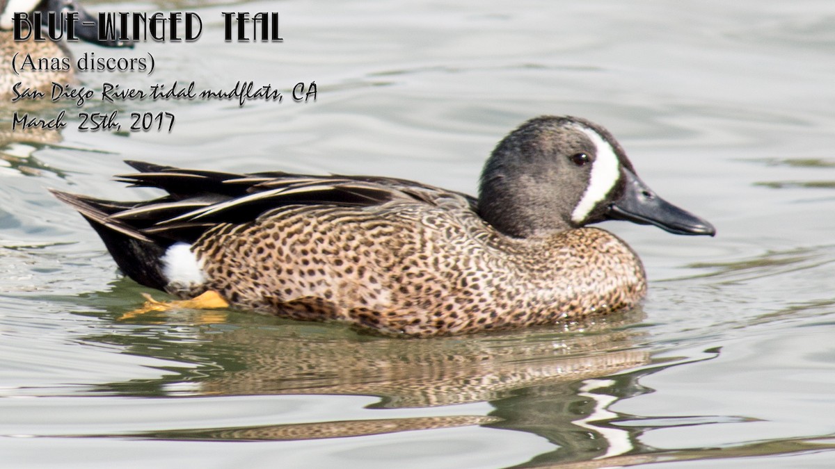 Blue-winged Teal - ML52284481