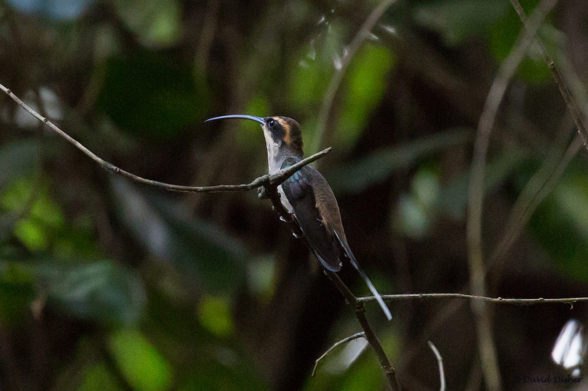 Scale-throated Hermit - ML52284681