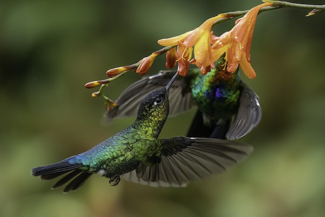 Photos - Fiery-throated Hummingbird - Panterpe insignis - Birds of the ...