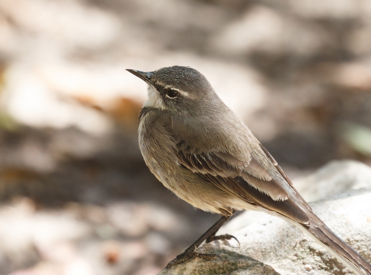 Cape Wagtail - ML52285591