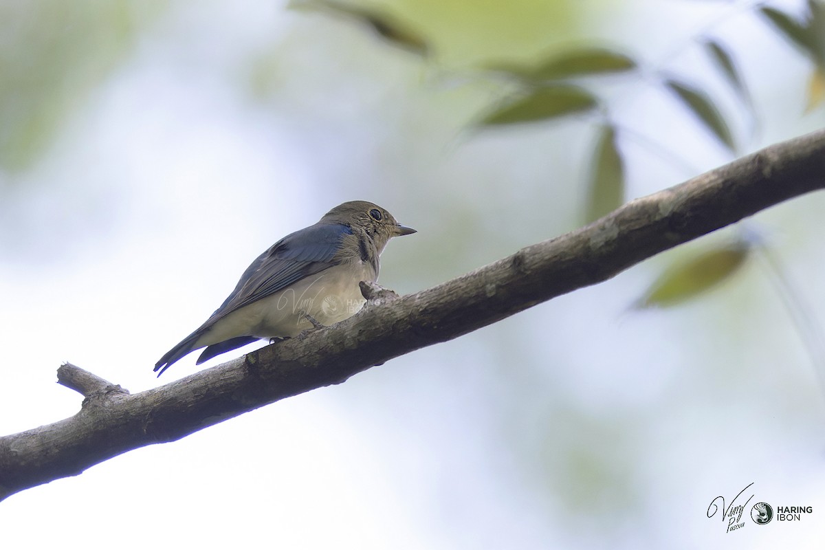 Blue-and-white Flycatcher - ML522856151