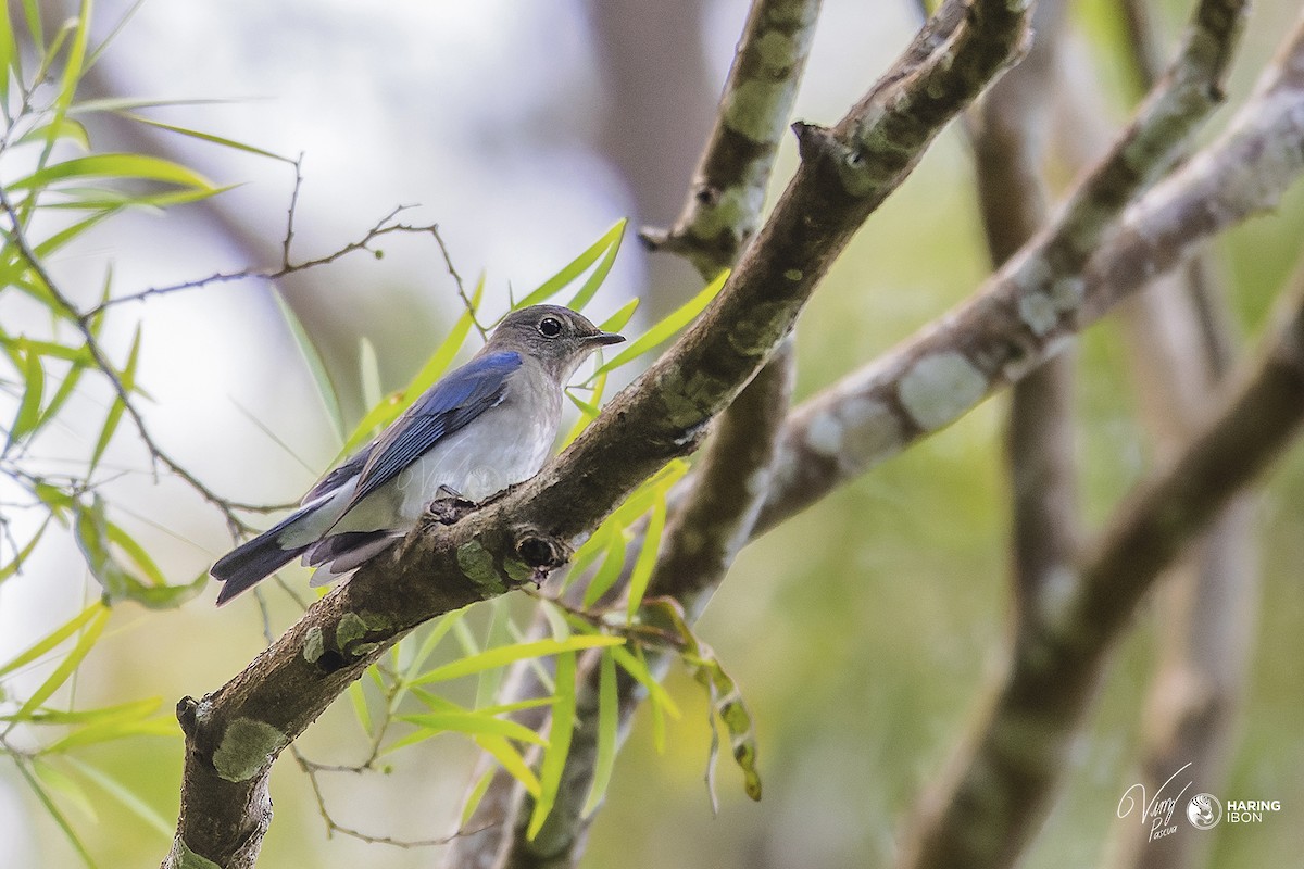 Blue-and-white Flycatcher - ML522856161