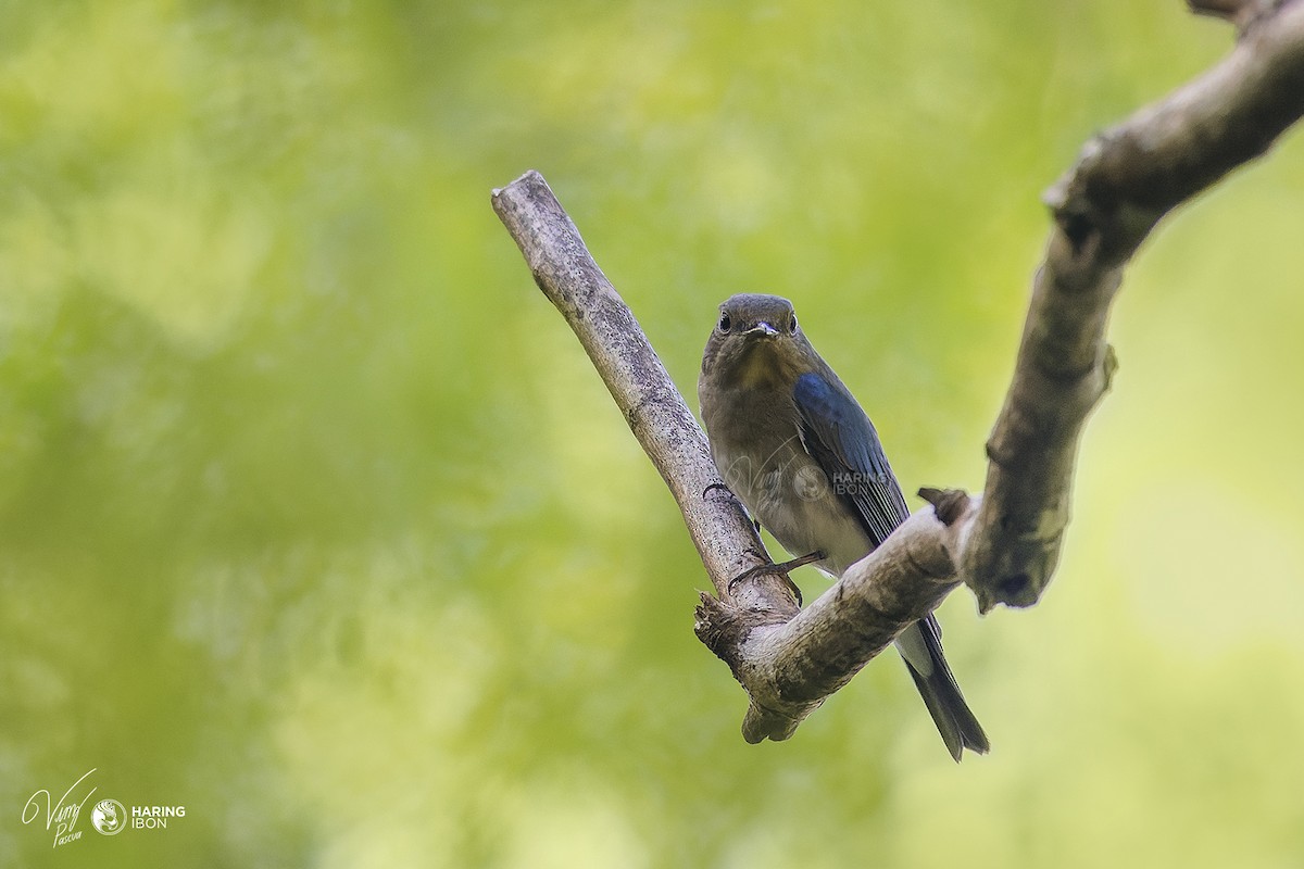 Blue-and-white Flycatcher - ML522856171