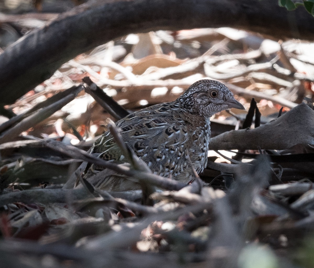Painted Buttonquail - ML522858551