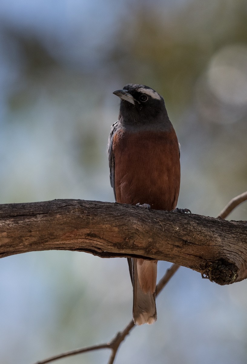 White-browed Woodswallow - ML522858781