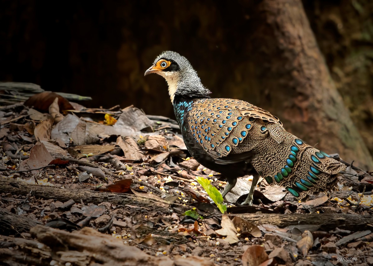 Bornean Peacock-Pheasant - ML522860331