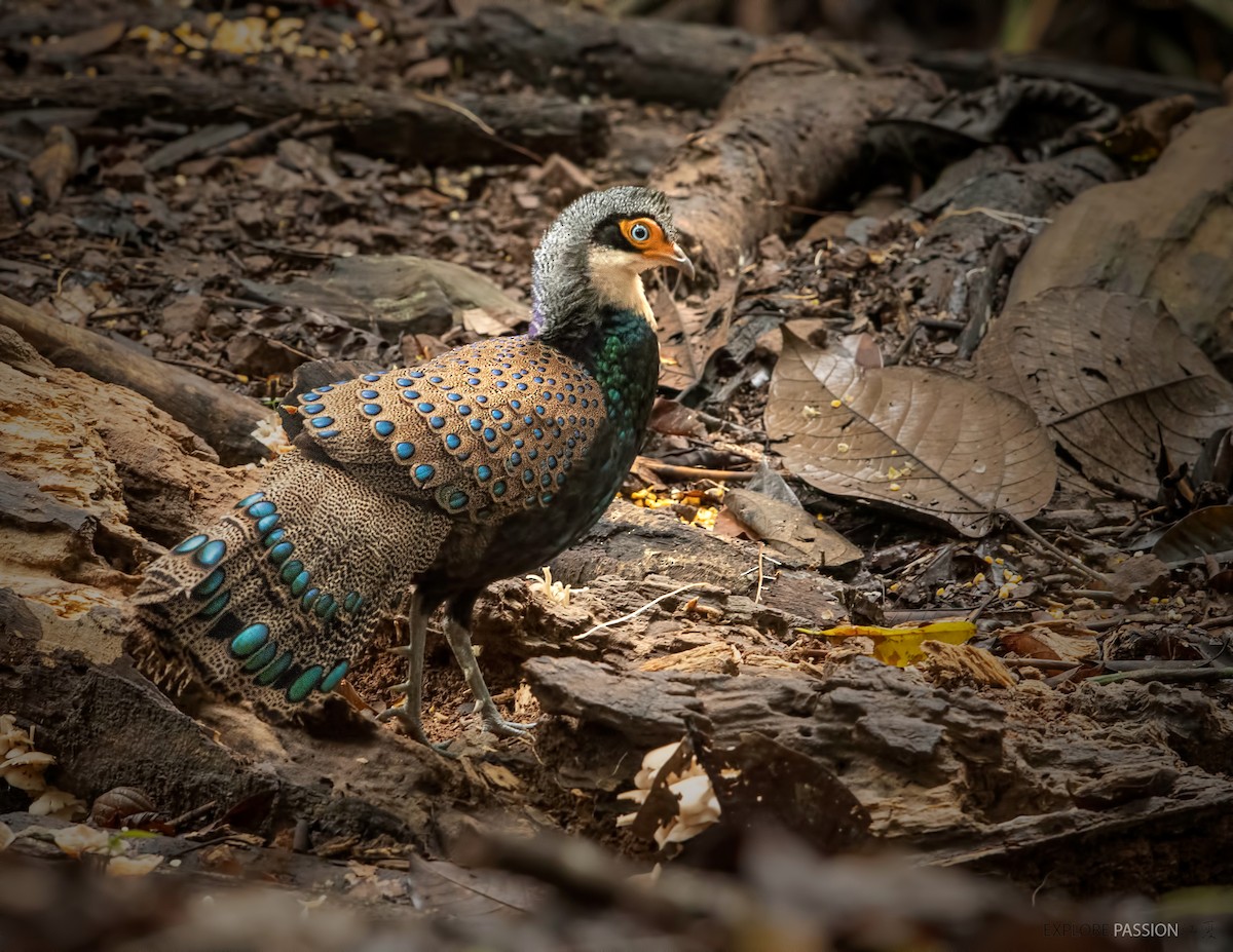 Bornean Peacock-Pheasant - ML522860341