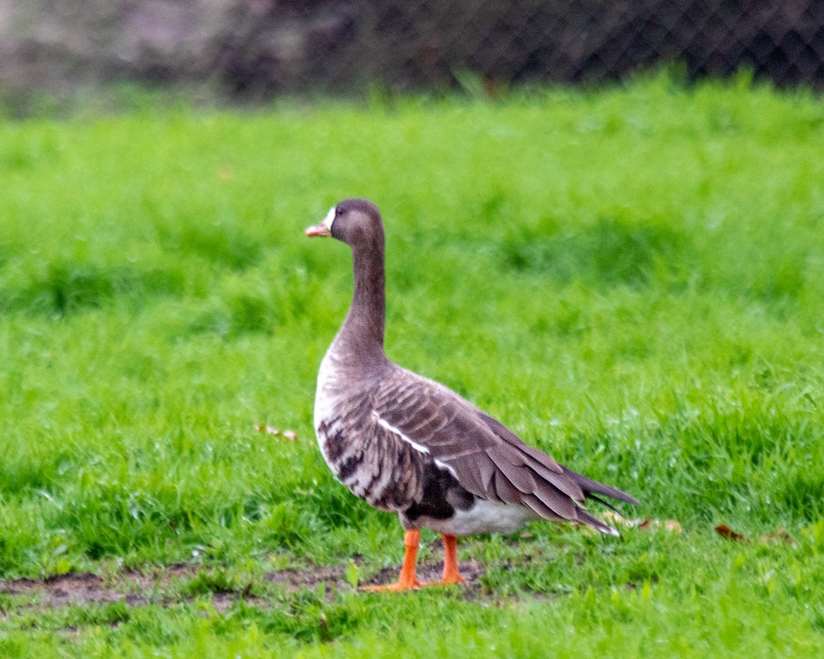 eBird Checklist - 10 Jan 2023 - Creekside Park (Aliso Viejo) - 5 species