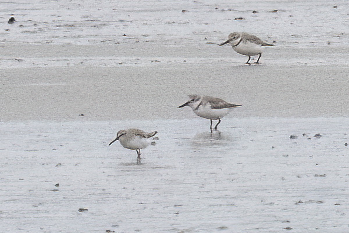 new-zealand-bird-atlas-checklist-11-jan-2023-manukau-puketutu