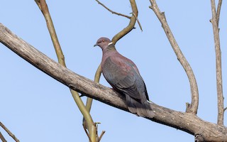 Chilean Pigeon, ML522871051