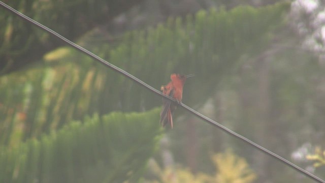 kolibřík fernandezský - ML522874161