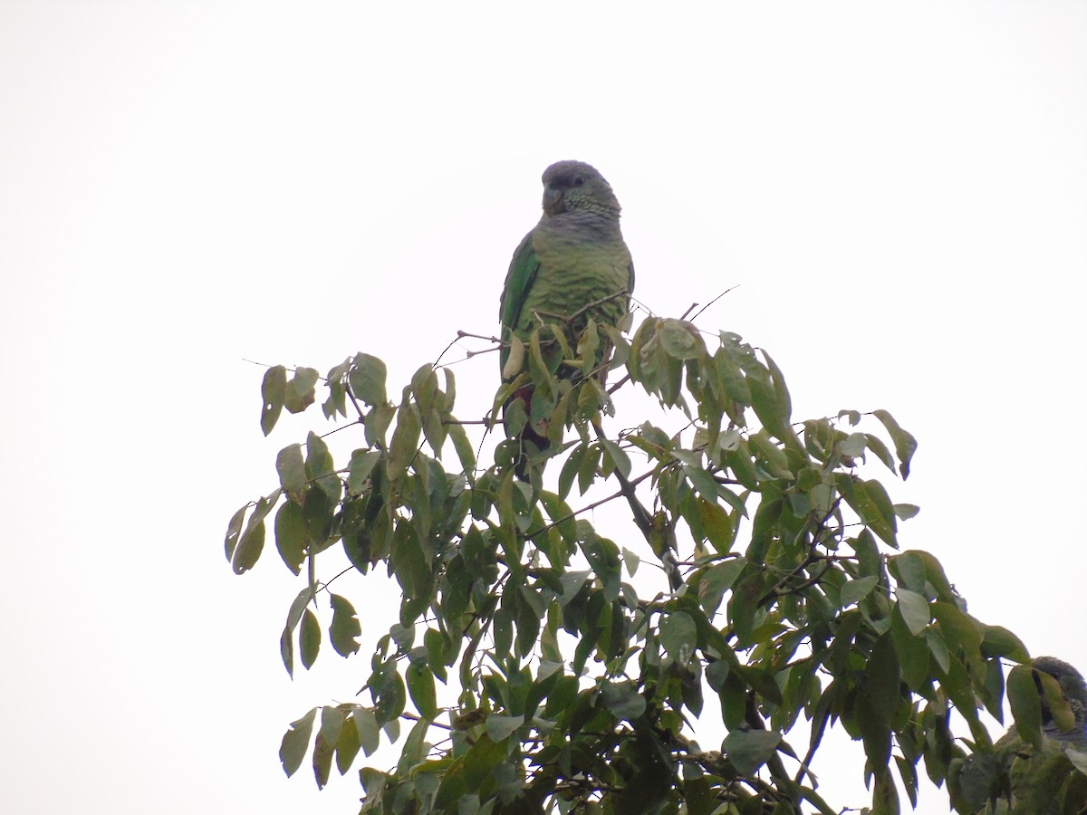 Scaly-headed Parrot - ML522879521