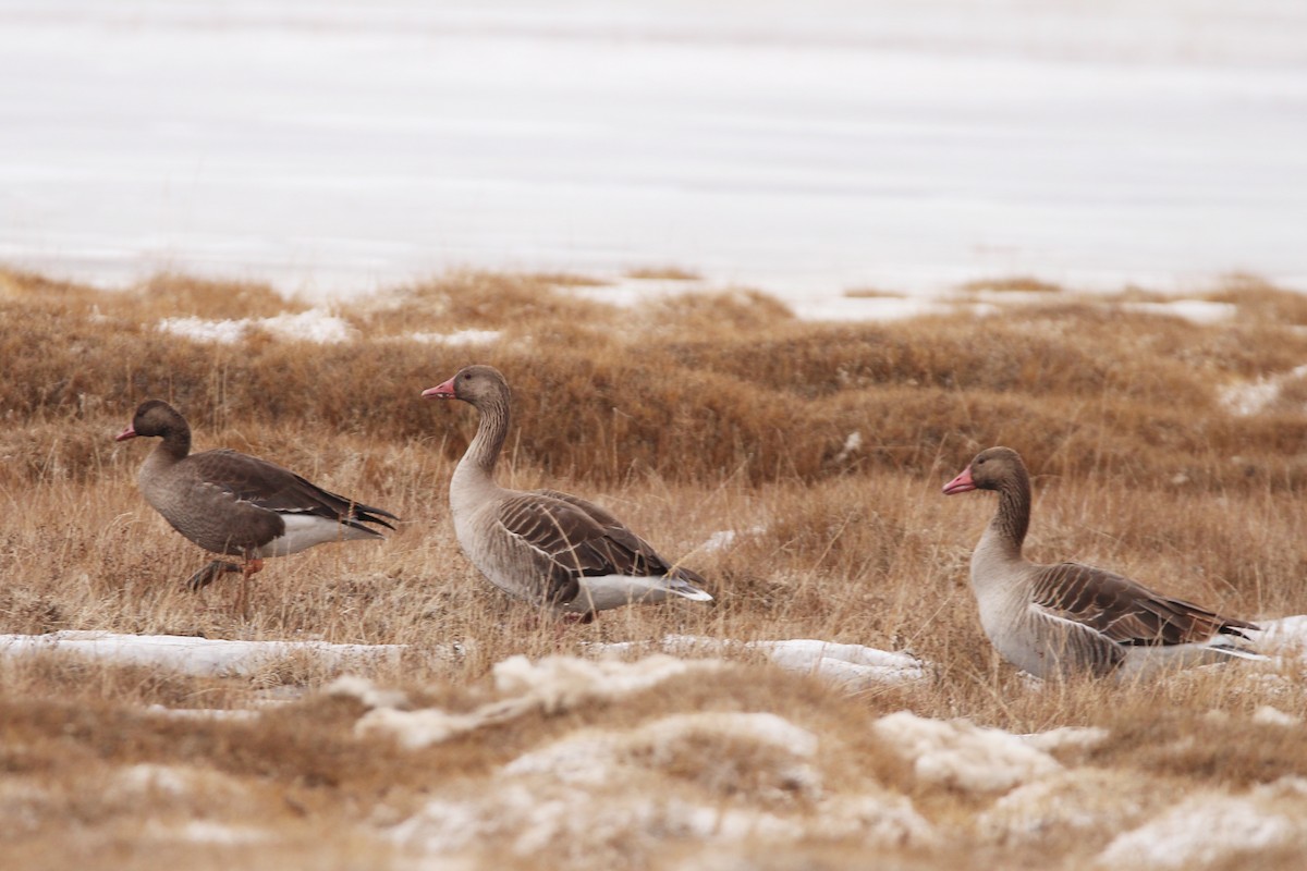 Greater White-fronted Goose - Padma Gyalpo