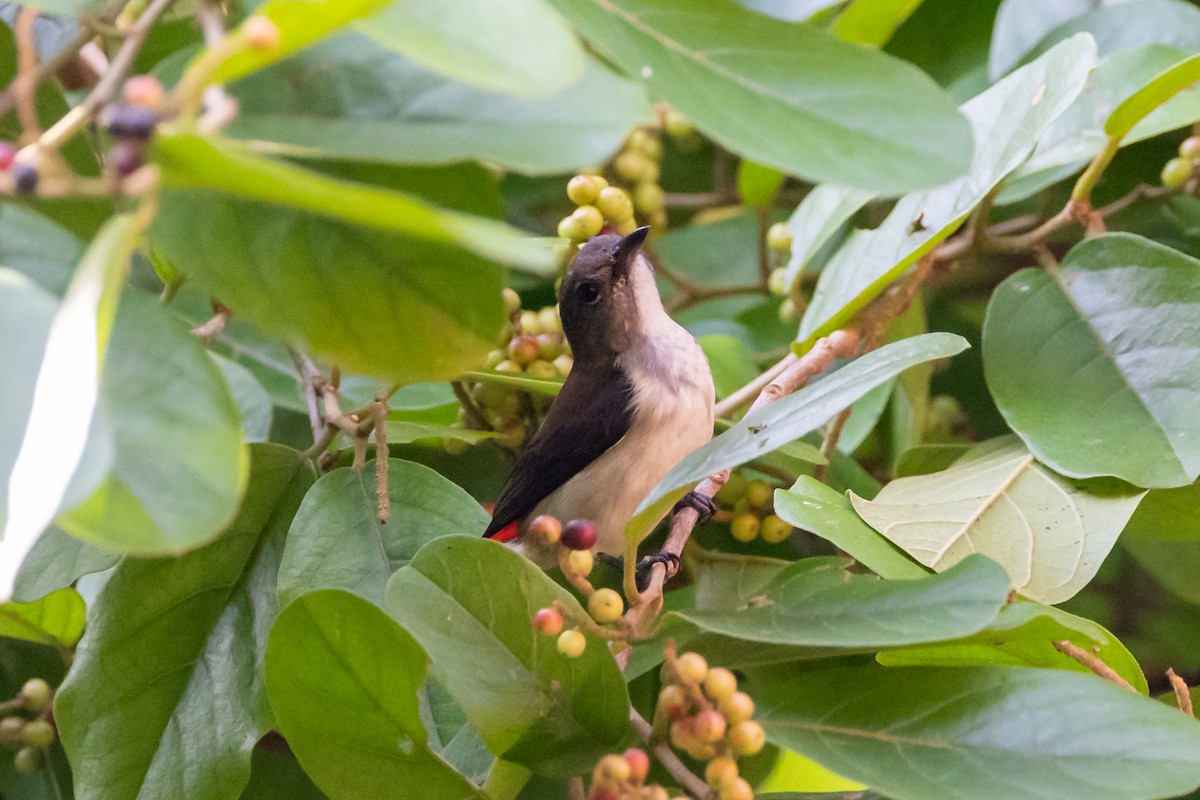 Red-chested Flowerpecker - ML522881501