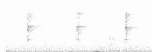 strakapoud velký [skupina major] - ML522881851
