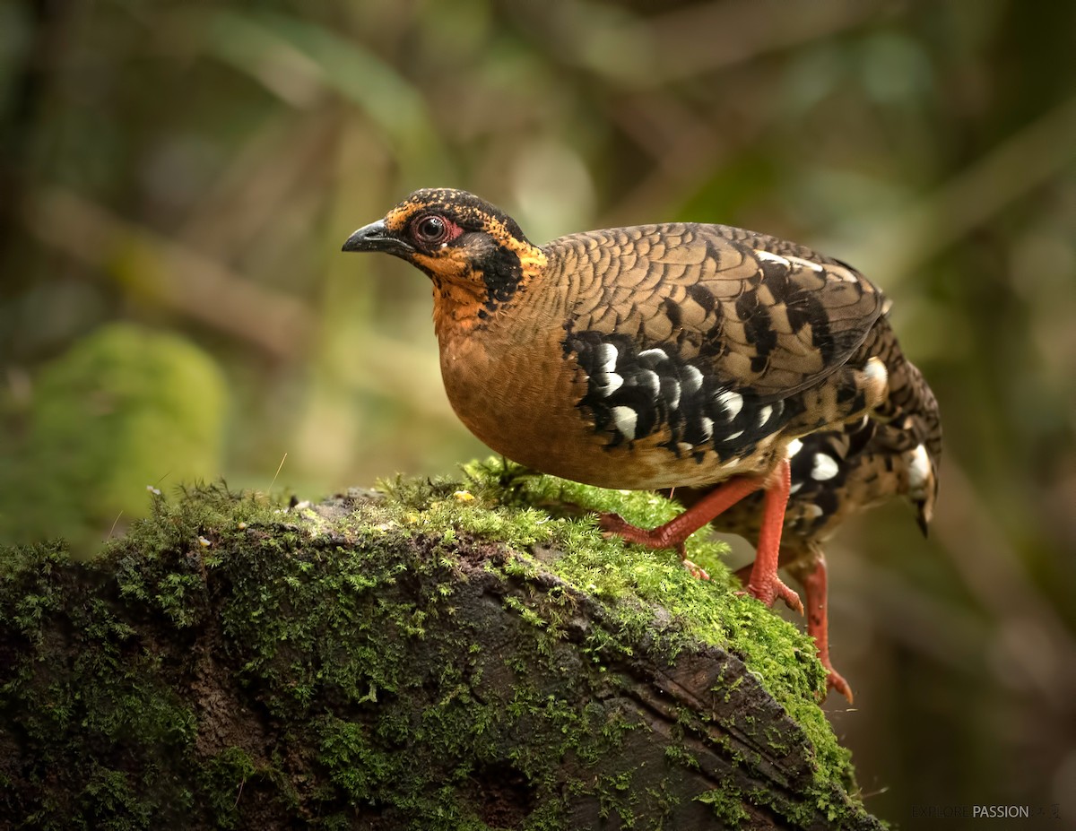 Red-breasted Partridge - ML522888501