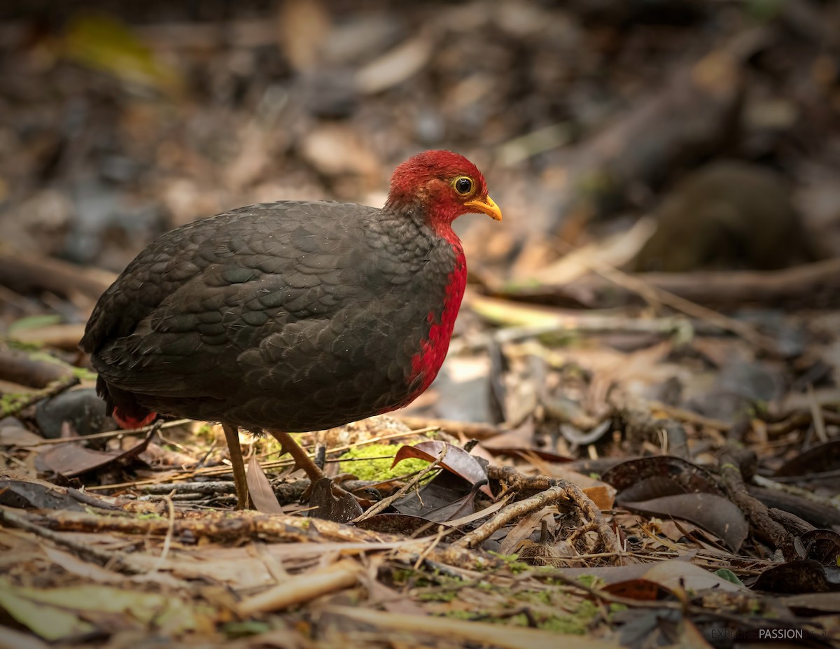 Crimson-headed Partridge - Wai Loon Wong