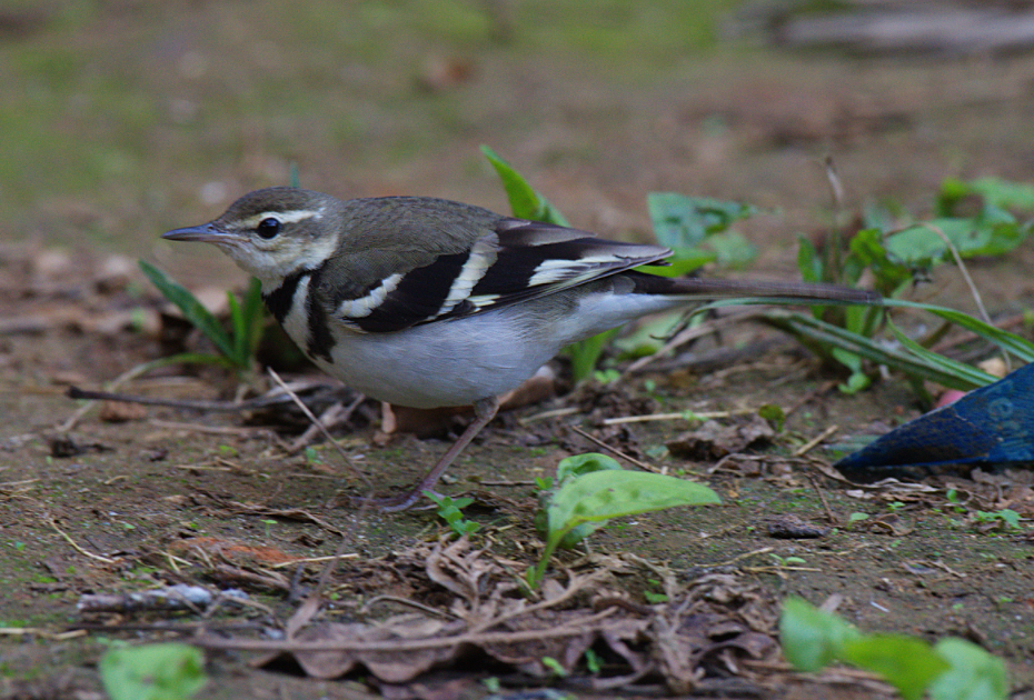 Forest Wagtail - ML522894111