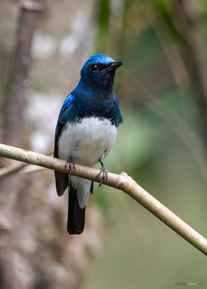 Blue-and-white Flycatcher - ML522896261