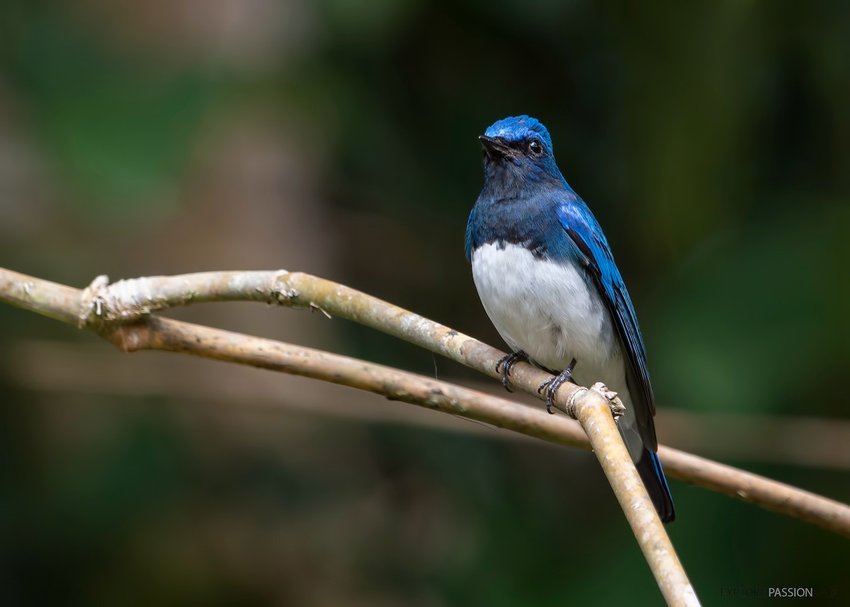 Blue-and-white Flycatcher - ML522896271