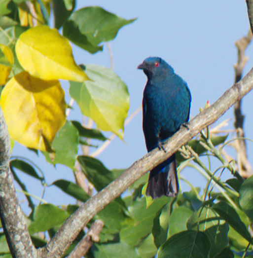 Asian Fairy-bluebird - ML522896481