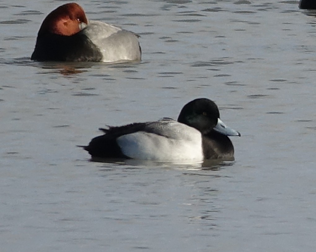 Greater Scaup - ML522898791